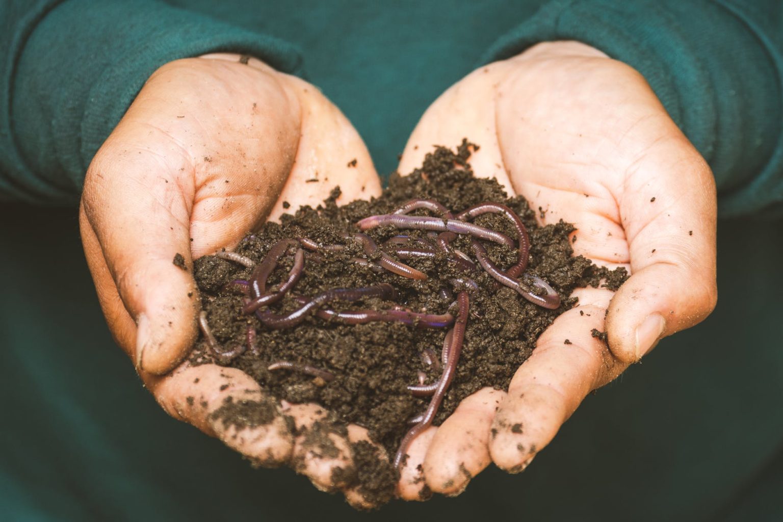 Composting 101 - Our Frugal Florida Homestead
