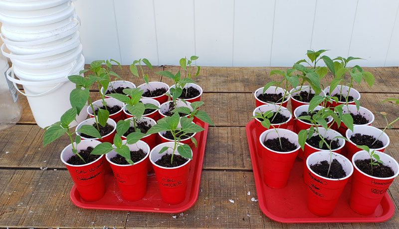 peppers in red cups ready to plant