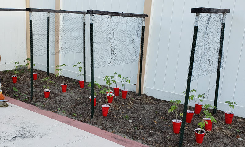 spacing tomato plants in the garden