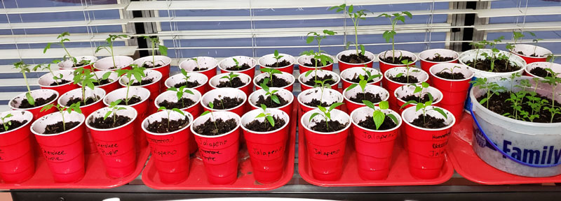 tomato and pepper plants in red cups