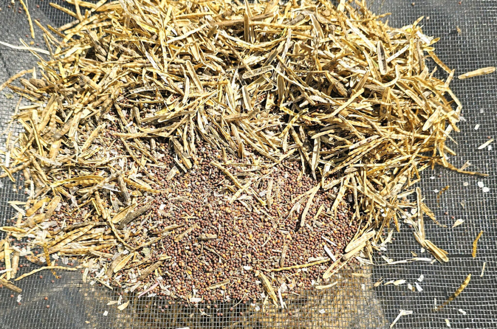 winnowing arugula and mustard seeds through a screen.