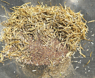 winnowing arugula and mustard seeds through a screen.