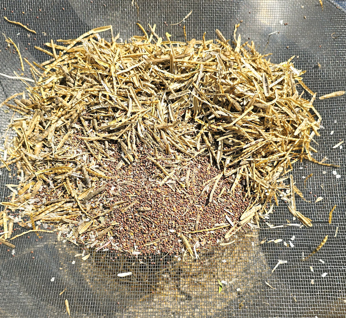 winnowing arugula and mustard seeds through a screen.