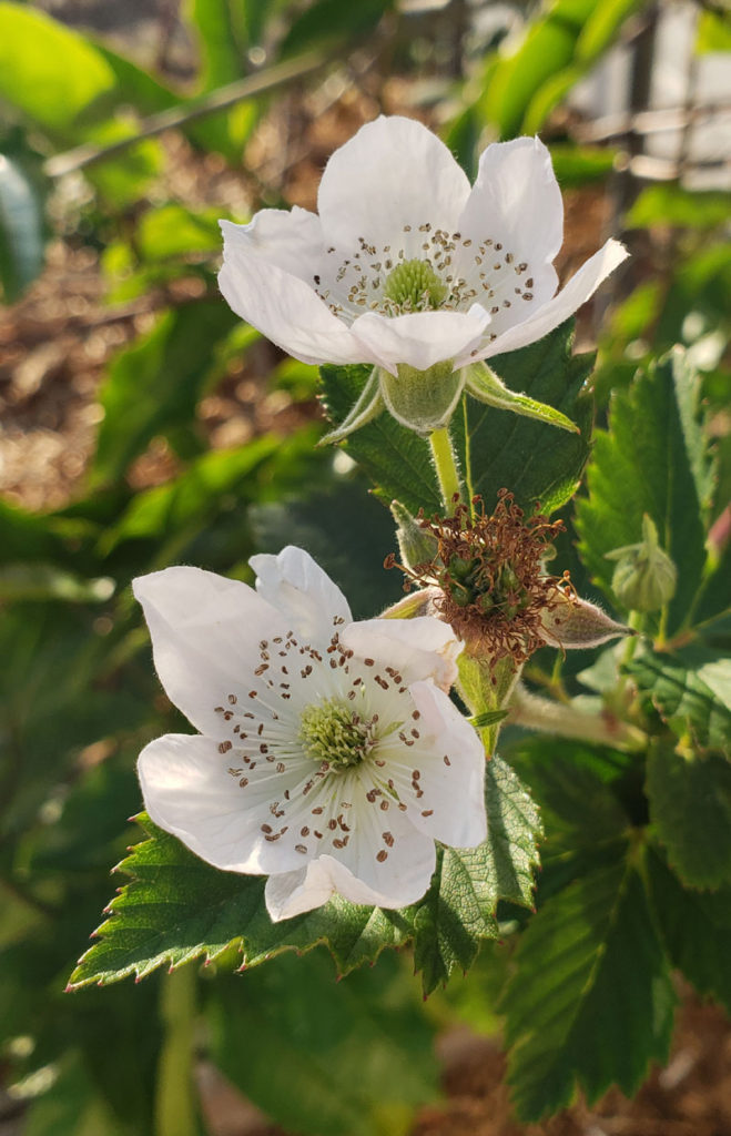 blackberry blossoms