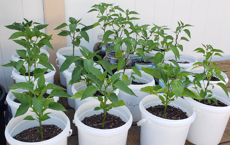 bell peppers and jalapeno peppers in white pots. peppers are blossoming.