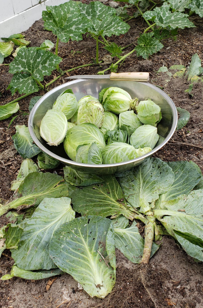 small heads of cabbage and a knife in a stainless steel bowl that is sitting in a garden. Cabbage leaves and plants strewn about.