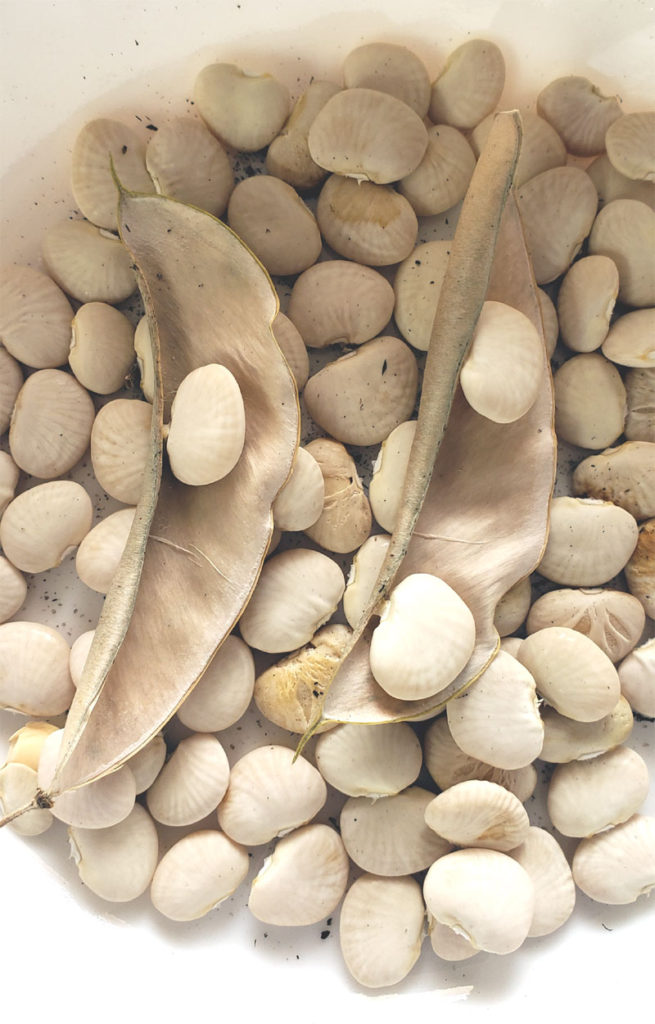 close-up photo of harvested dry lima beans.