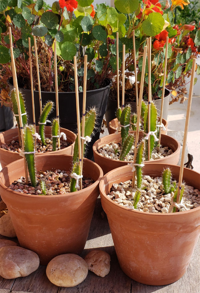 dragon fruit (pitaya) cacti in small red clay pots, staked with bamboo skewers to keep upright.