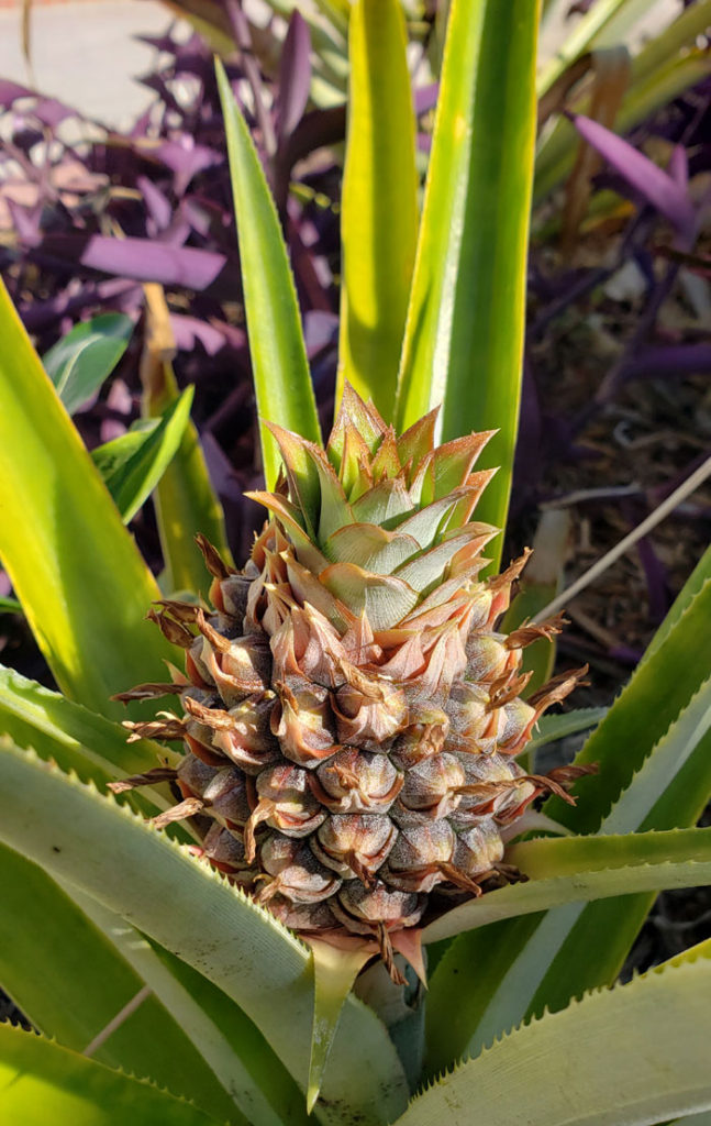 young pineapple close-up photo.