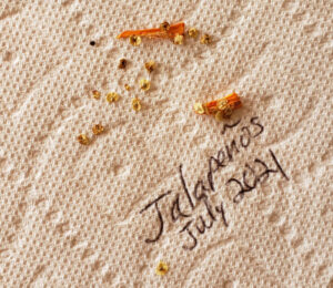 jalapeno seeds drying on a paper towel