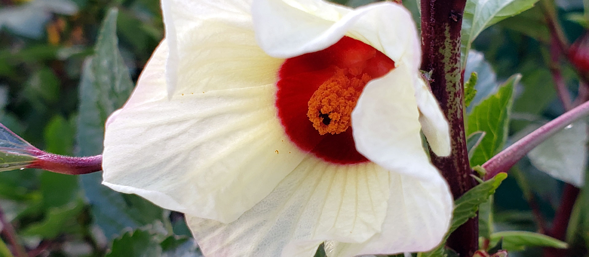 roselle blossom