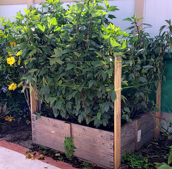 roselle plants growing in a raised bed