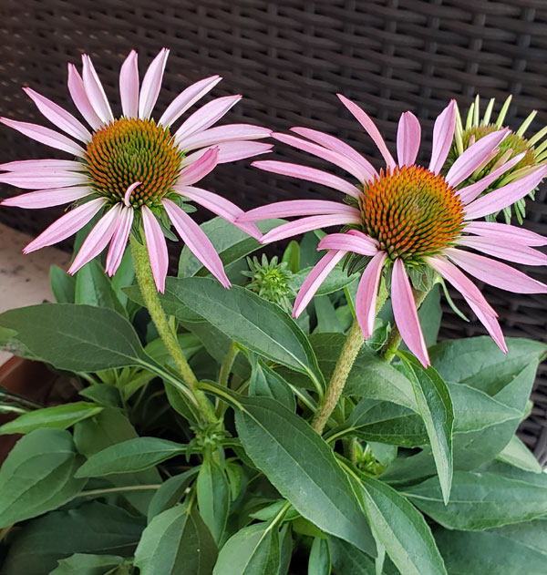 purple coneflowers