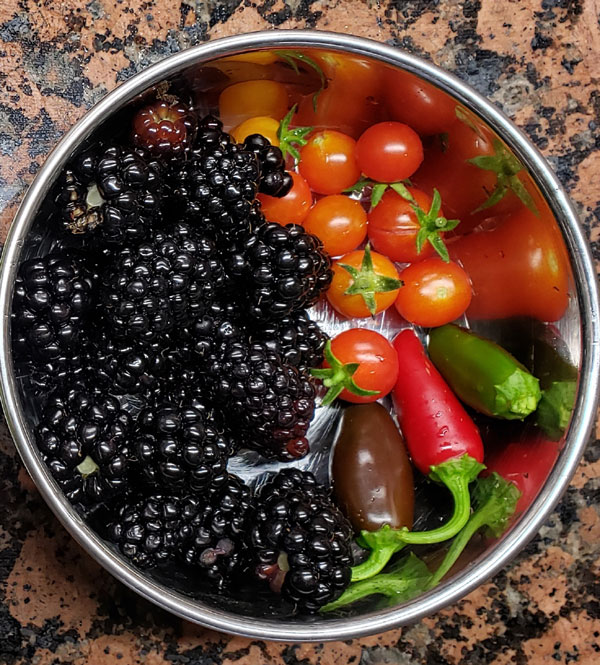 bowl of blackberries, cherry tomatoes and jalapeno peppers