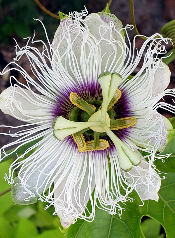 passionfruit blossom