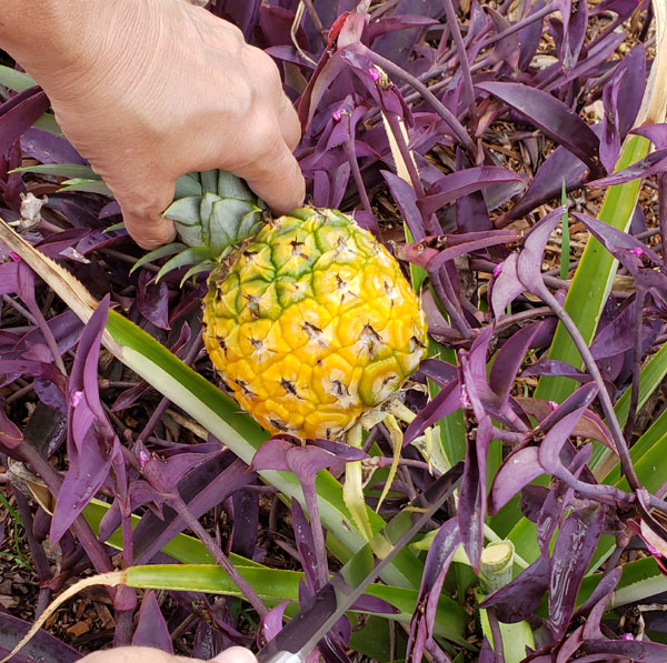 harvesting a ripe pineapple