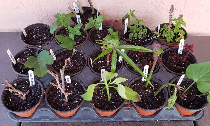 cuttings from various food plants in small pots