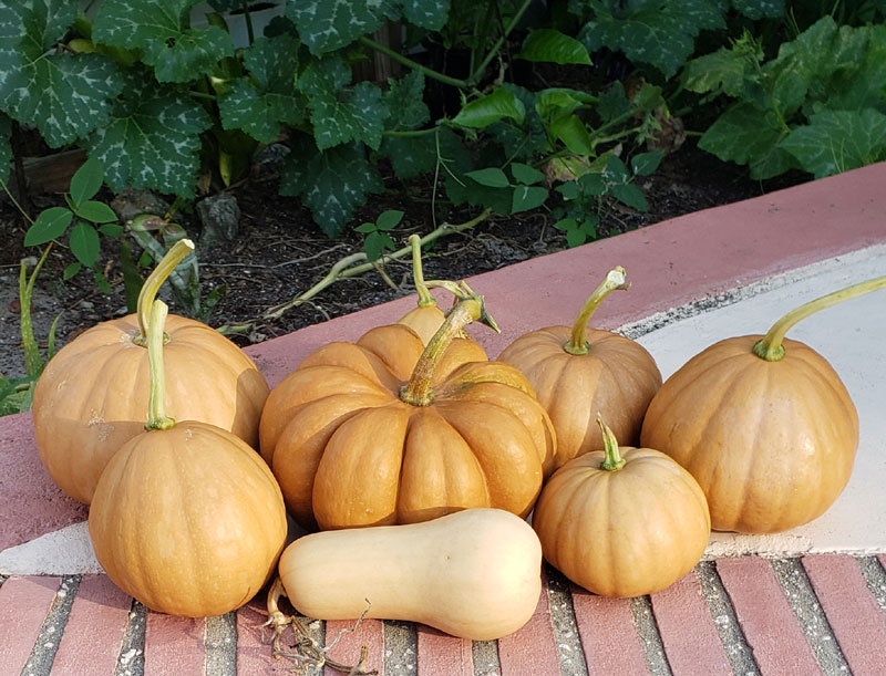 Seminole pumpkins sitting on a patio step