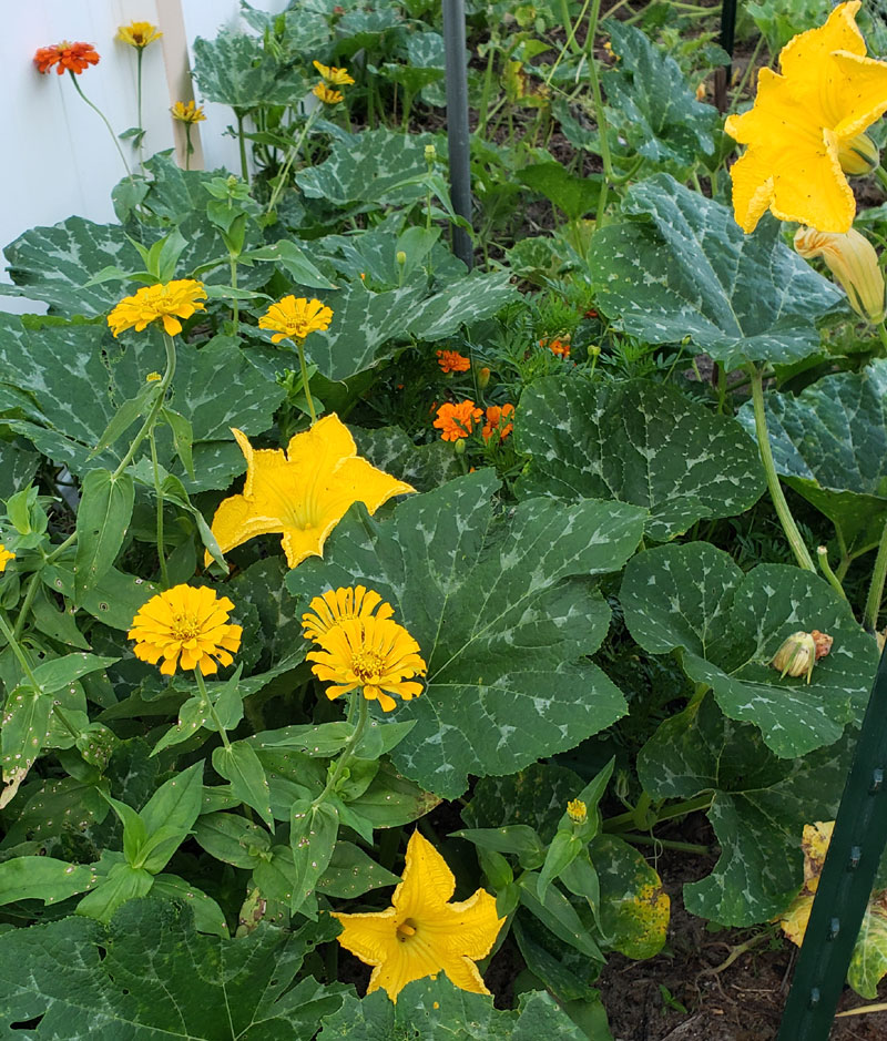 seminole pumpkins blossoming