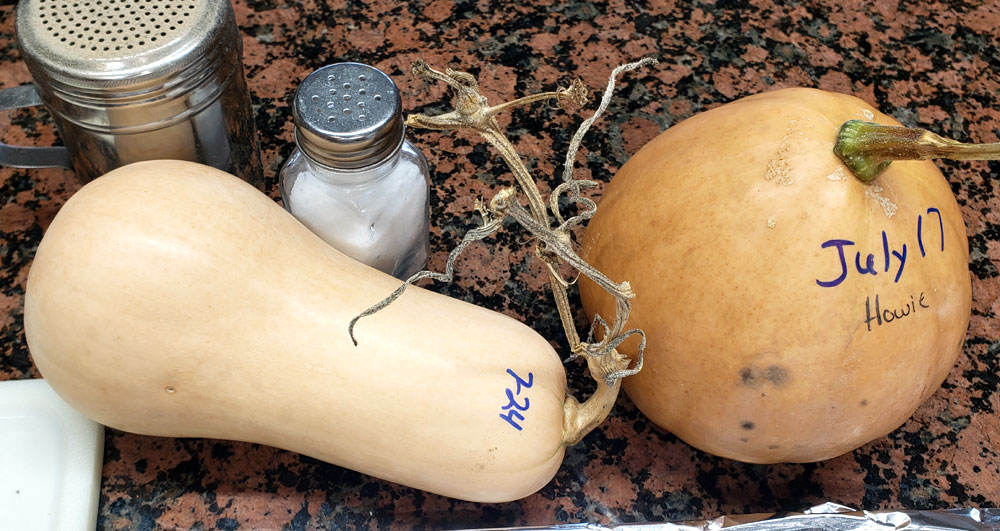 a butternut squash and seminole pumpkin sitting on a counter next to salt and pepper shakers