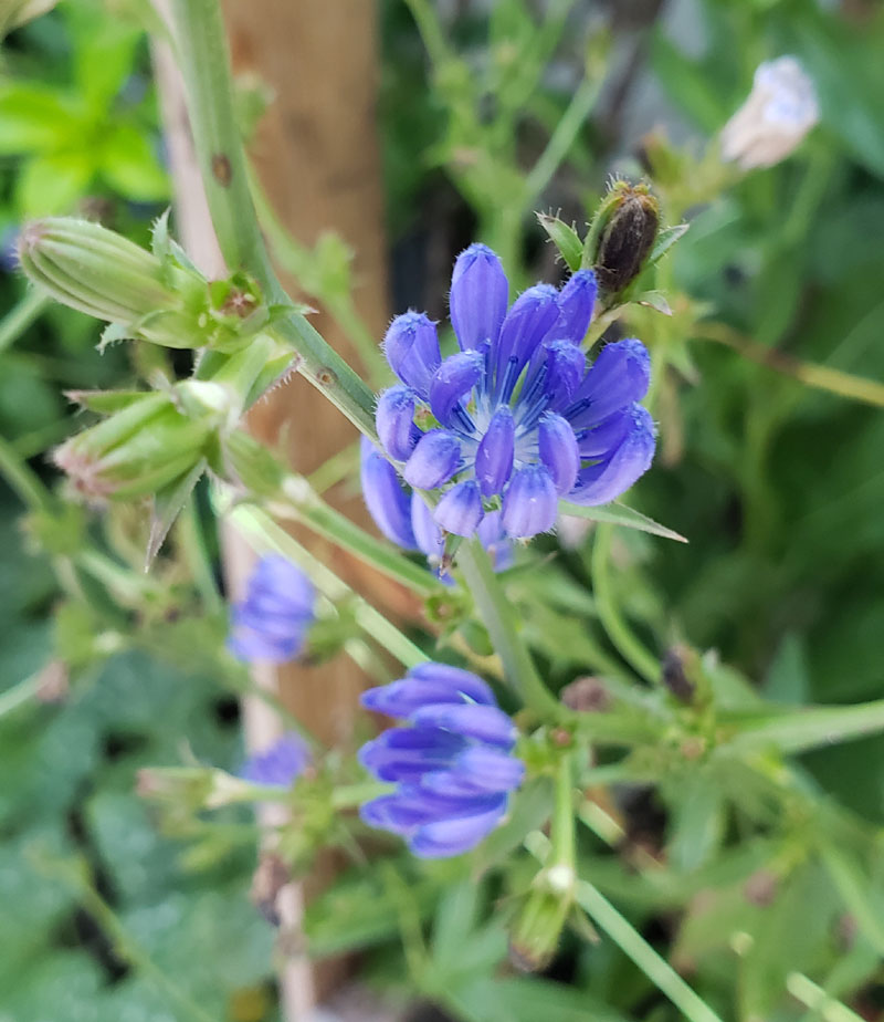 chicory blossoms