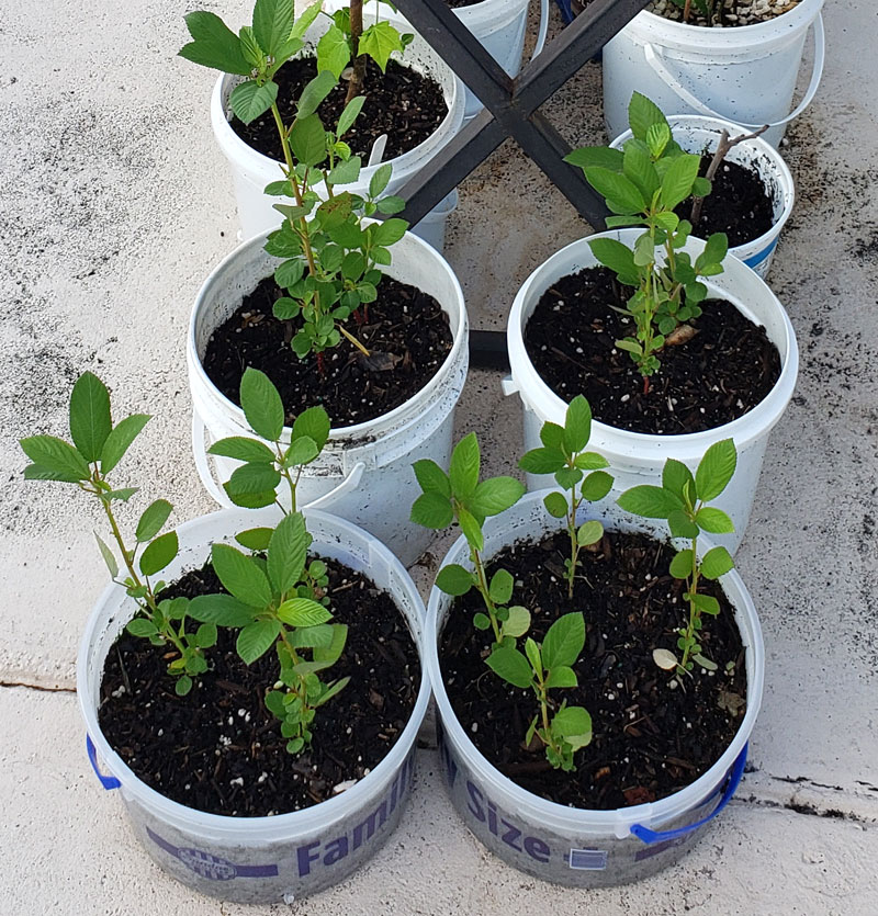 pots of Egyptian spinach plants