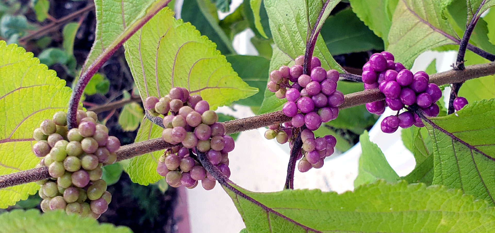 beauty berries ripening on the branch