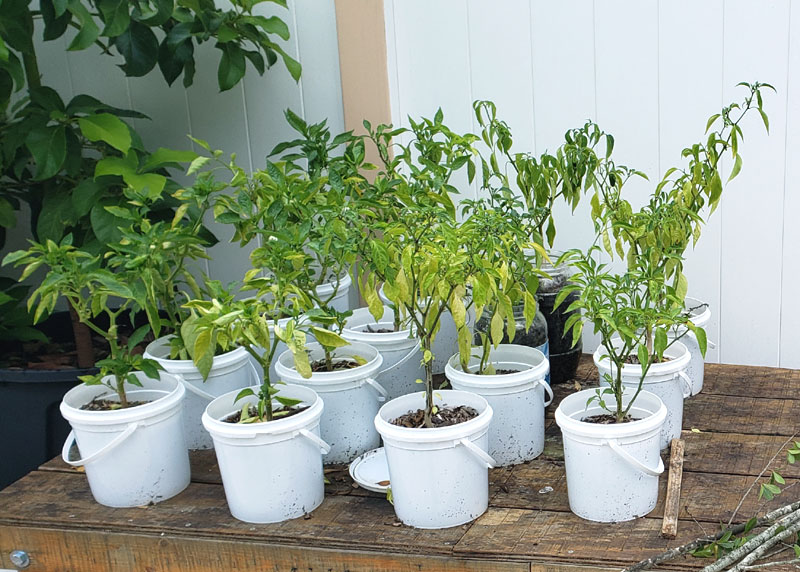 peppers growing in white plastic pots