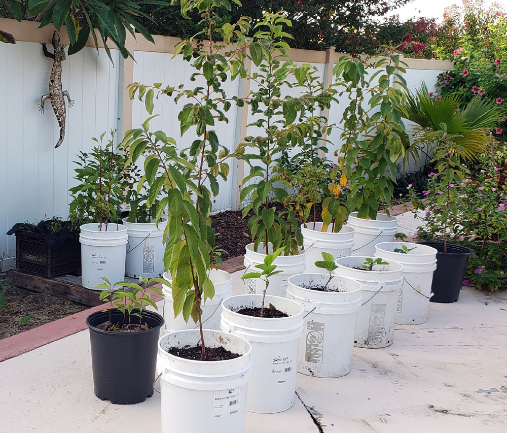 potted fruit trees