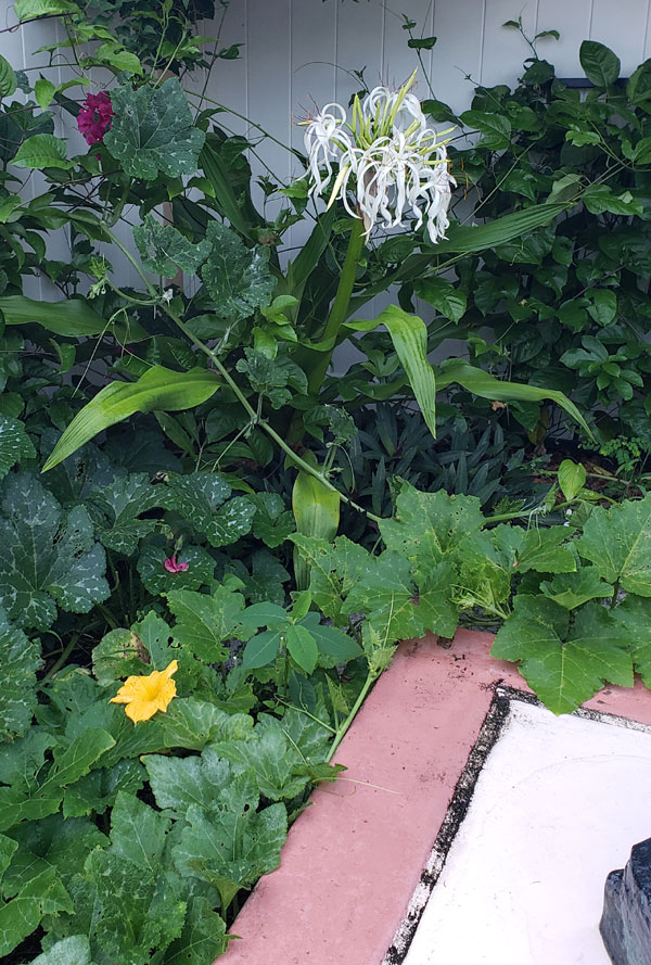 pumpkin vines with blossoms, passionfruit vines, and blossoming spider lily in the corner of a garden