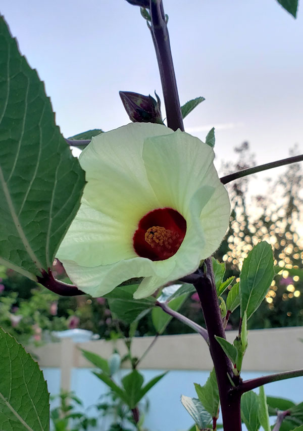 roselle blossom