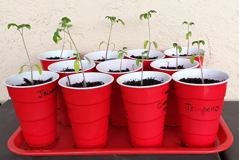 tomato plants growing in red plastic cups.