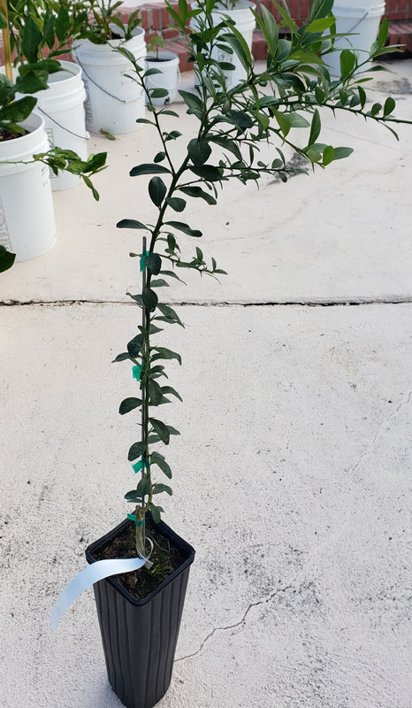 nursery stock plant: giant finger lime