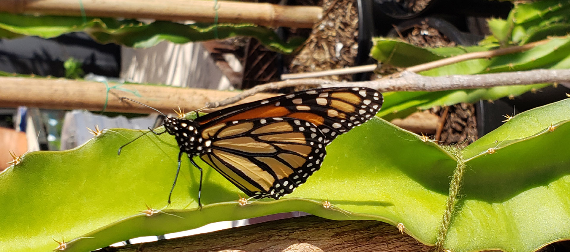 monarch butterfly on a dragon fruit branch