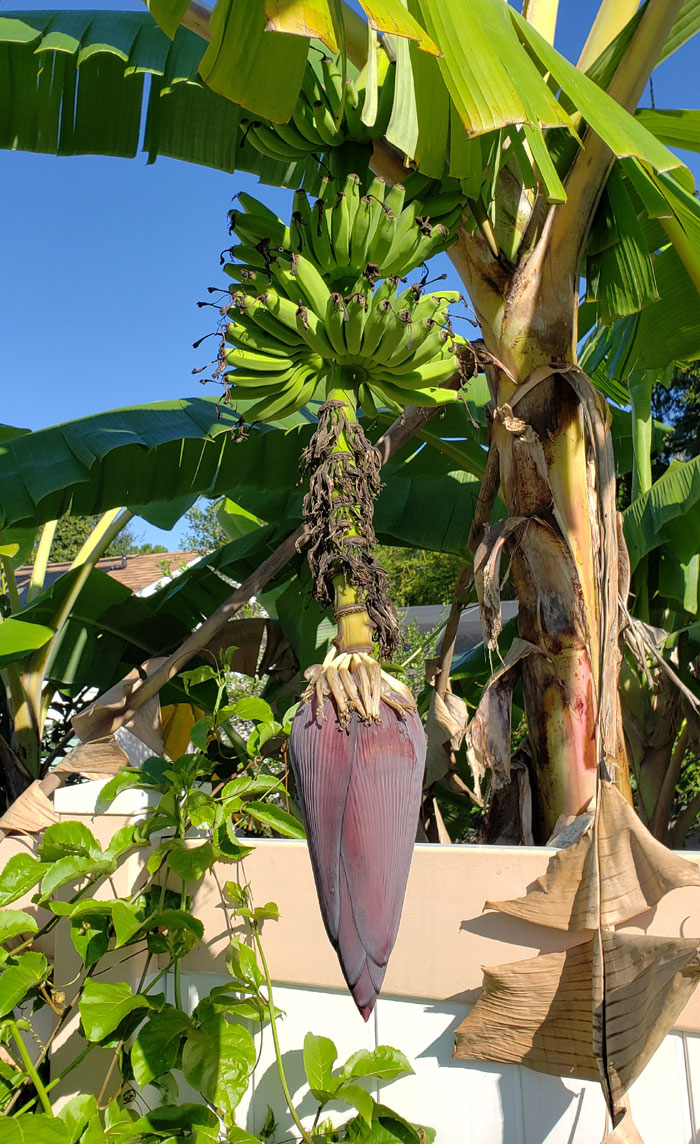 banana tree with fruit and blossom 