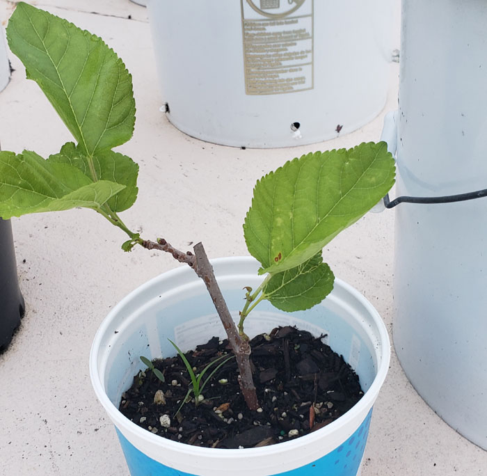 small black mulberry tree in a white plastic pot.