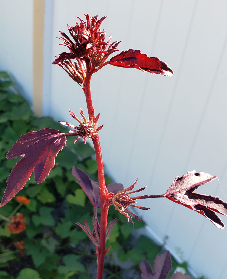 cranberry  hibiscus buds