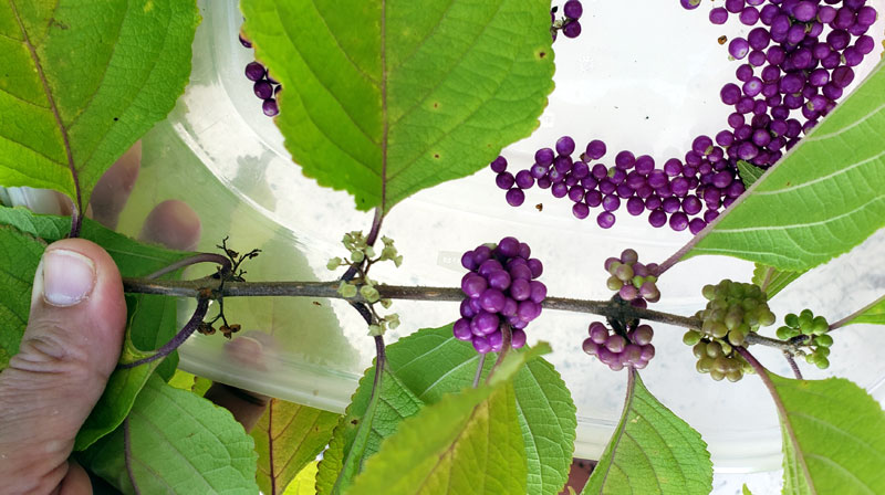 holding a beautyberry vine over a clear plastic bowl to harvest berries