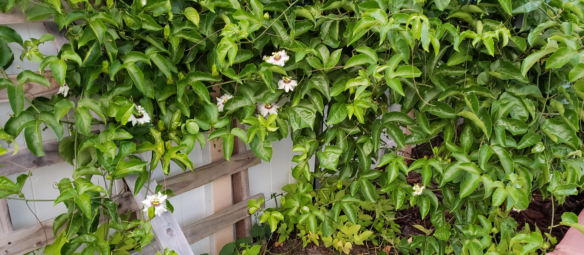 passionfruit vines with blossoms