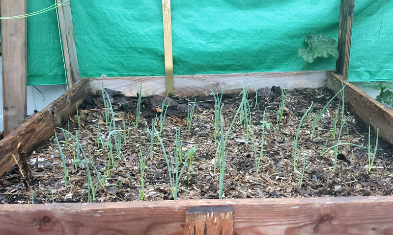 onions growing in a raised garden bed.