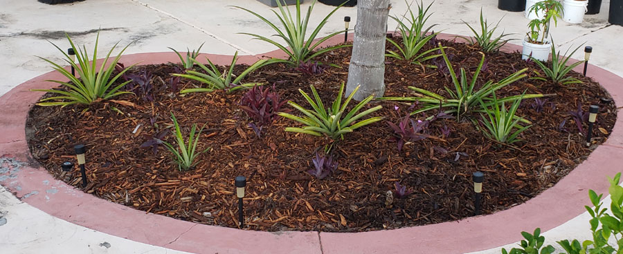 flowerbed garden island with palm tree, pineapple plants and purple heart plants.