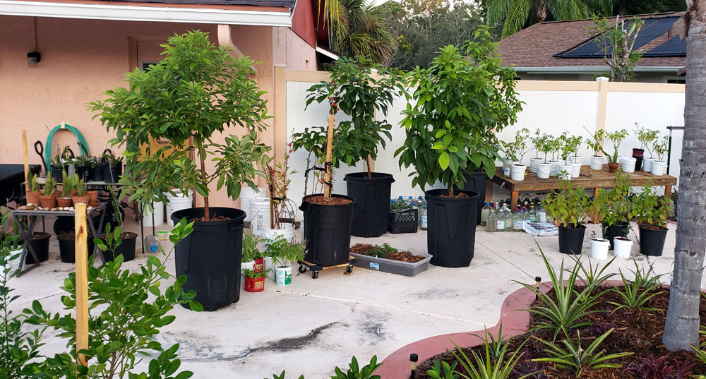 potted plants on a cement patio