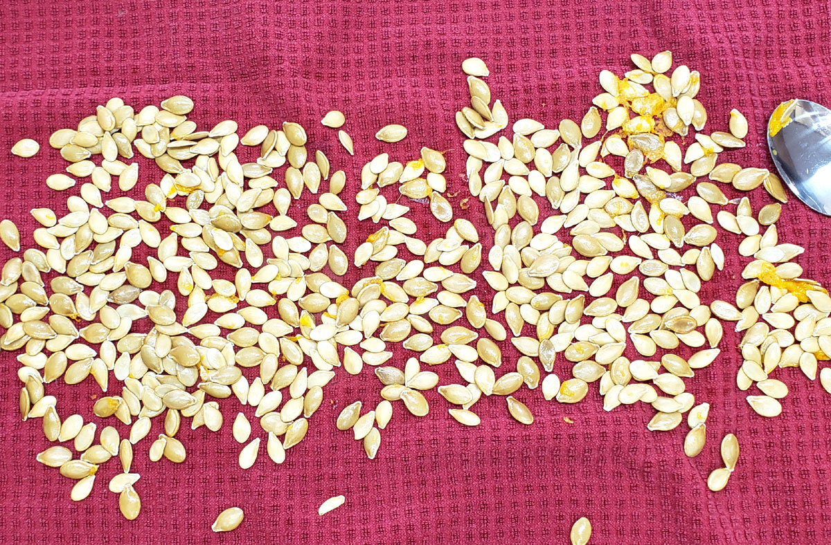 pumpkin seeds drying on a red kitchen towel.