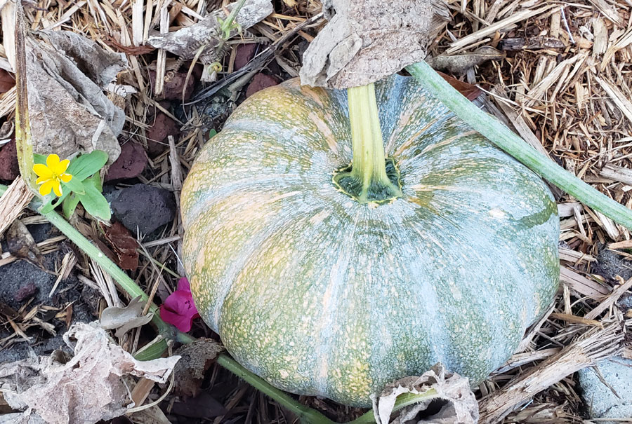 Seminole pumpkin ripening on a mulched garden bed.