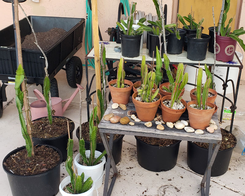 different size pots with dragon fruit cacti trained up posts