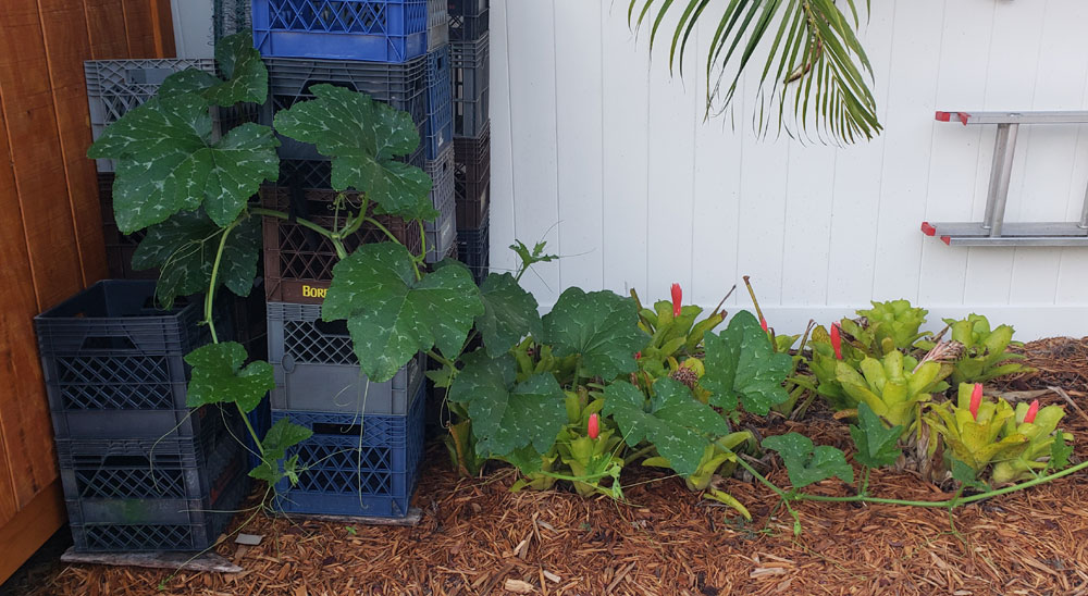 Seminole pumpkin vines growing over milk crates and bromelaids in a flower bed