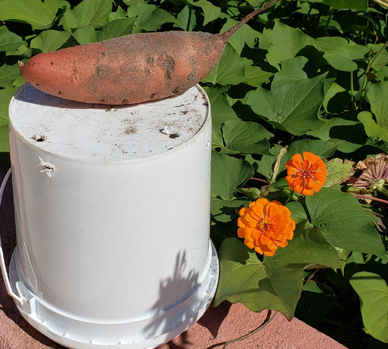 large sweet potato sitting on a white bucket next to orange zinnia flowers in a sweet potato garden.