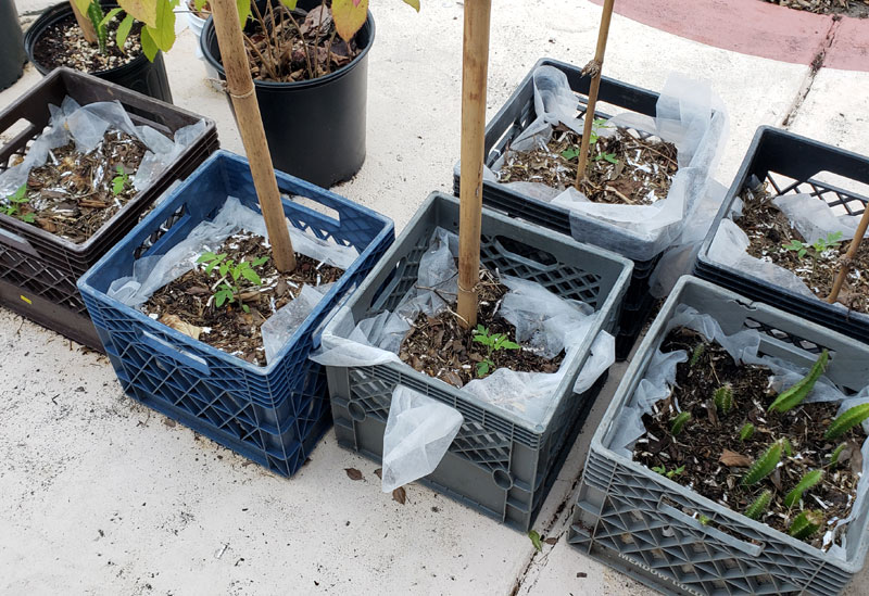 tomato plants growing in altered milk crates.