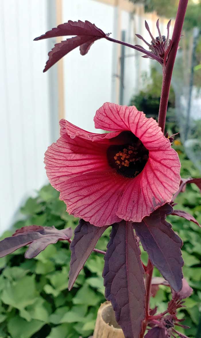 Cranberry hibiscus blossoms close-up photograph