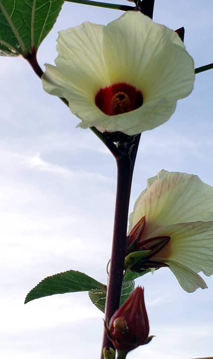 roselle blossoms open against a blue sky with red calyx on branch